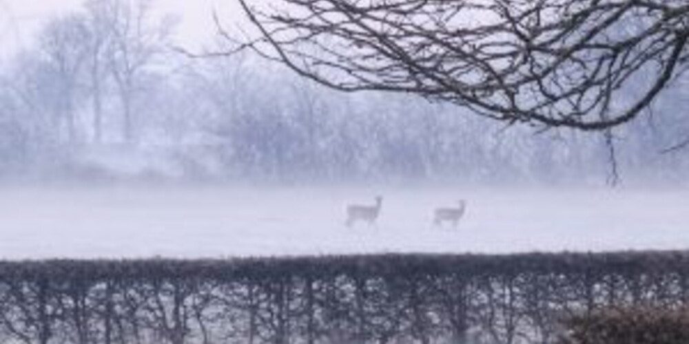 Natuur